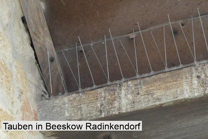 Tauben in Beeskow Radinkendorf